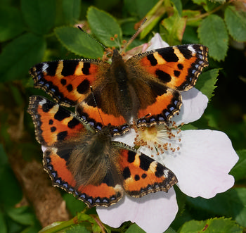 Double tortoiseshell butterflies close The image shows a close-up still life photograph featuring two tortoiseshell butterflies resting on a pale pink wild rose flower, surrounded by green foliage. Captured in the late afternoon during the summer season, the photograph highlights the vibrant patterns and colors on the wings of these insects. As representatives of the animal kingdom, the butterflies are the main subject of the image and are seen feeding from the flower, demonstrating the interaction between insects and their natural habitat. The scene is detailed and natural, with no recognizable landmarks present in the composition.